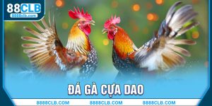 đá gà cựa dao